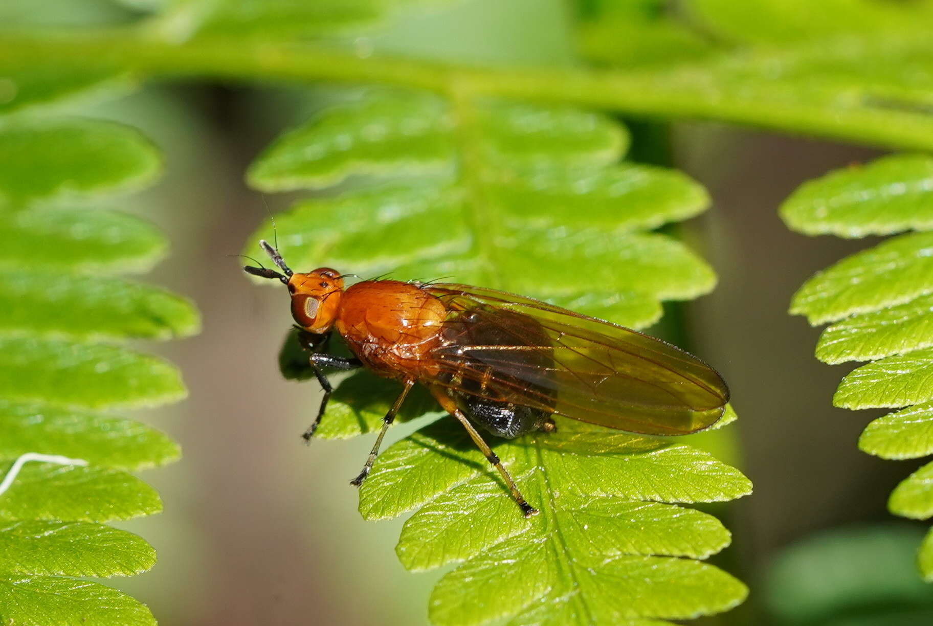 Image of Rhagadolyra magnicornis (Malloch 1926)