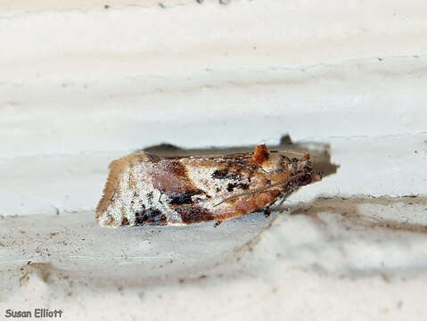 Image of Red-banded Leafroller