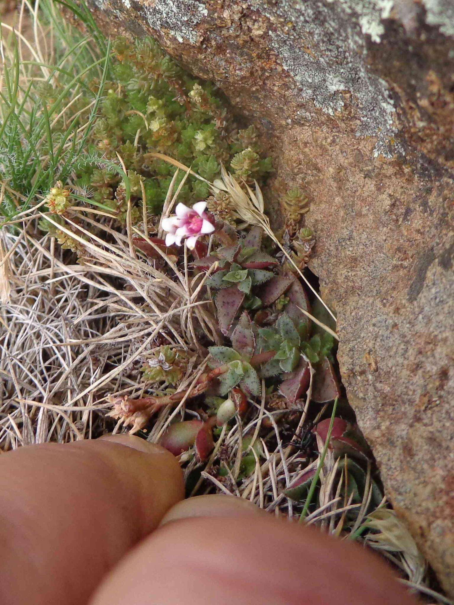 Crassula exilis subsp. cooperi (Regel) Tölken resmi