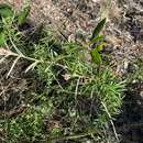 Image of Grevillea parviflora R. Br.