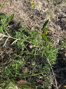 Image of Grevillea parviflora R. Br.