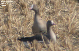 Image of Lesser White-fronted Goose