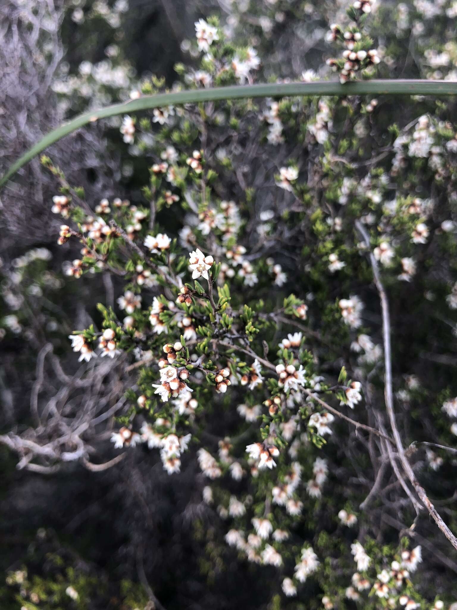 Image of Cryptandra propinqua subsp. propinqua