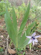 Image of Babiana fragrans (Jacq.) Steud.