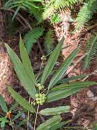 Image of Damnacanthus angustifolius Hayata