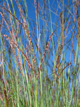 Image of Digitaria tricholaenoides Stapf