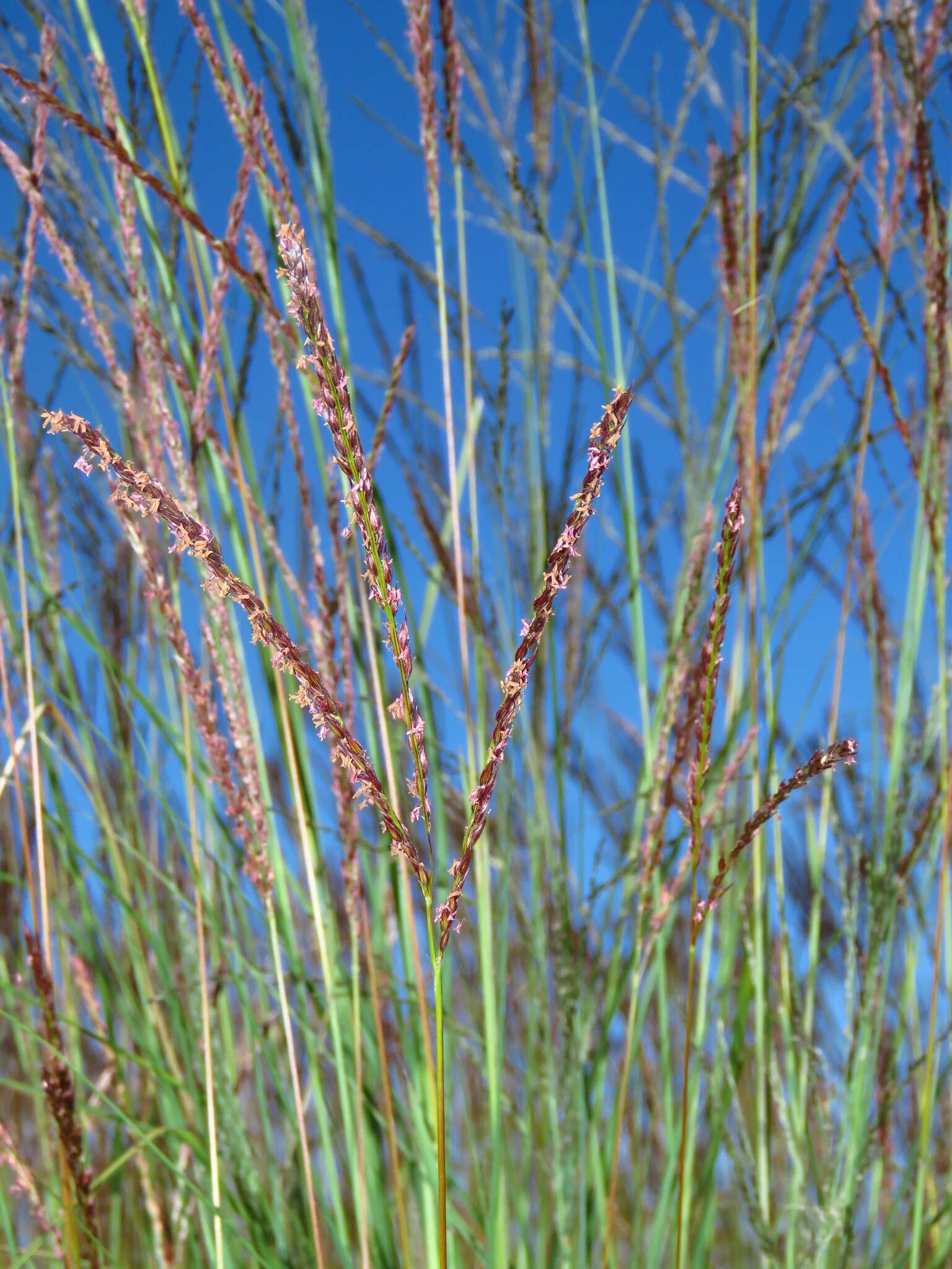 Imagem de Digitaria tricholaenoides Stapf