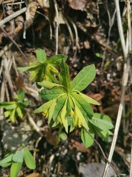 Image of Euphorbia carniolica Jacq.