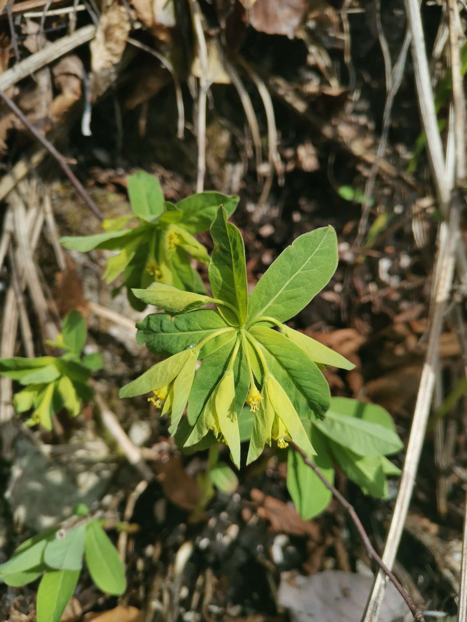 Image of Euphorbia carniolica Jacq.