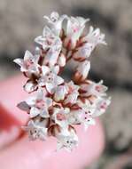 Image of Crassula saxifraga Harv.