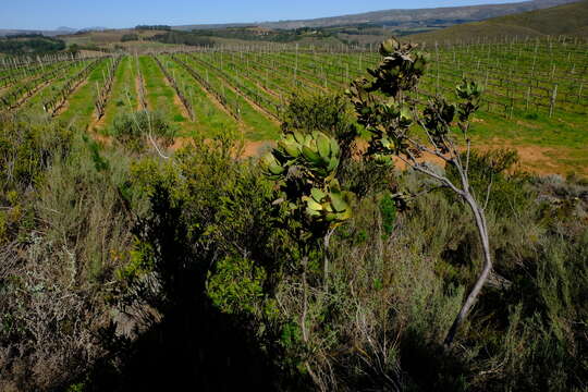 Image of Leucadendron globosum (Kennedy ex Andrews) I. Williams