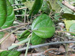 Image of Abuta steyermarkii (Standley) Standl.