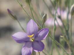 Image of Stewart's gilia