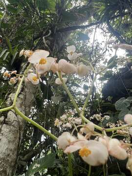 Слика од Begonia urophylla Hook.