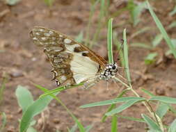 Image de Graphium angolanus (Goeze 1779)