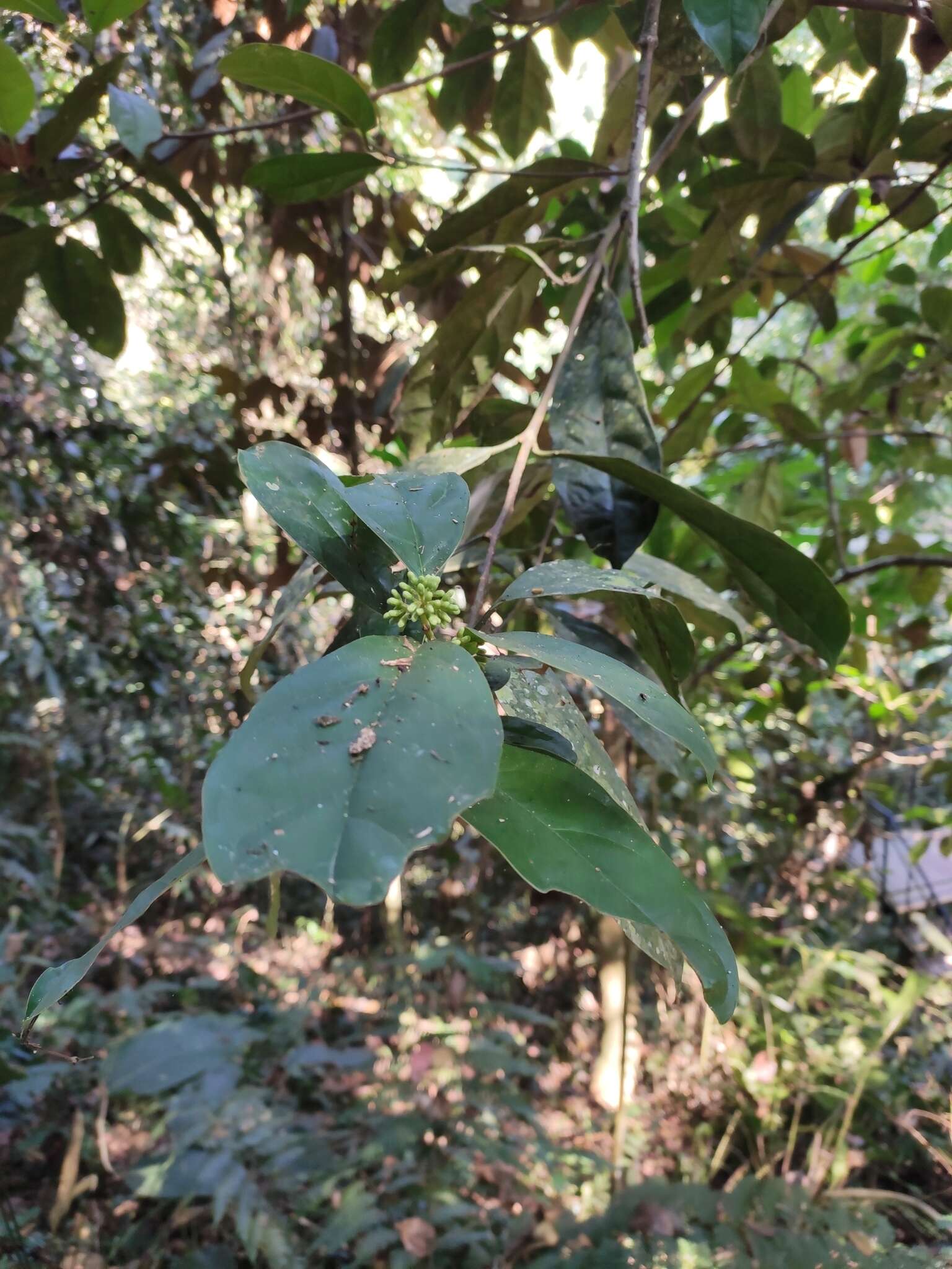 Image of Pittosporopsis kerrii Craib