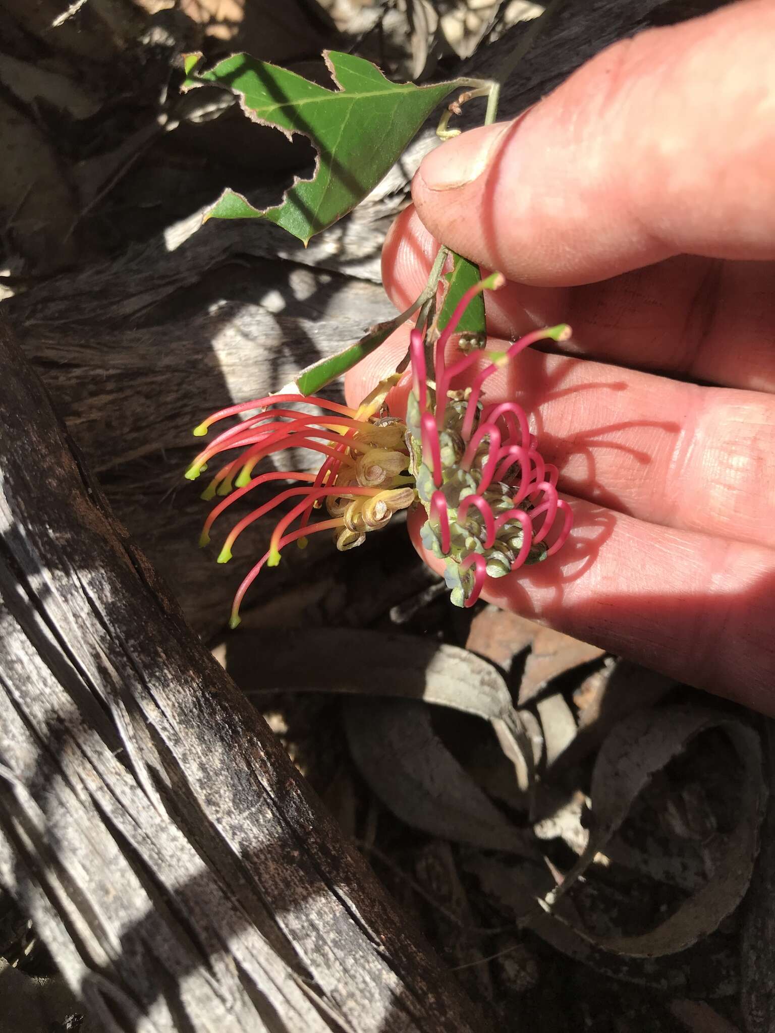 Image of Grevillea ilicifolia subsp. ilicifolia