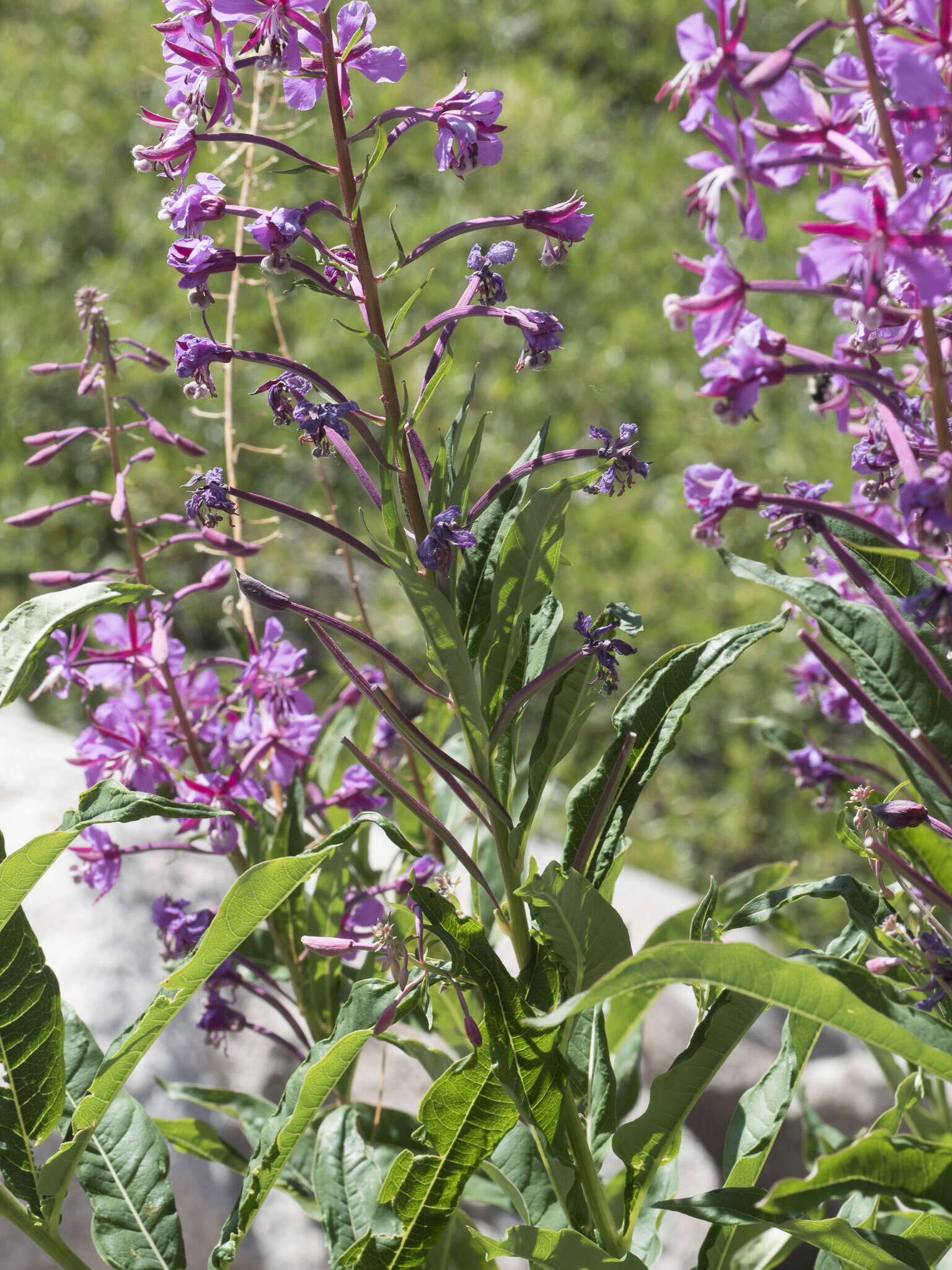 Image of fireweed