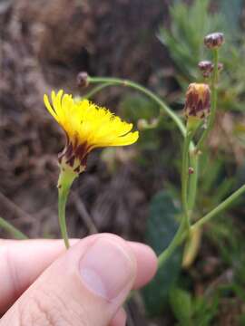 Imagem de Sonchus ustulatus subsp. ustulatus