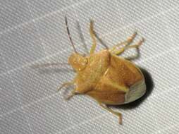 Image of Red-shouldered Stink Bug