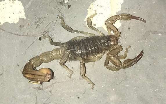 Image of California Common Scorpion