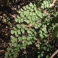 Adiantum andicola Liebm.的圖片