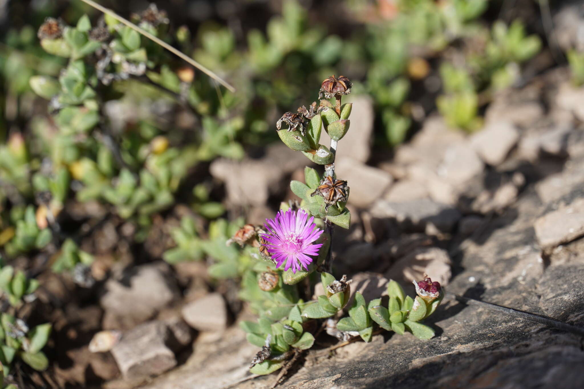 Image of Ruschia putterillii (L. Bol.) L. Bol.