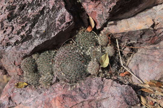 Image de Mammillaria beneckei Ehrenb.