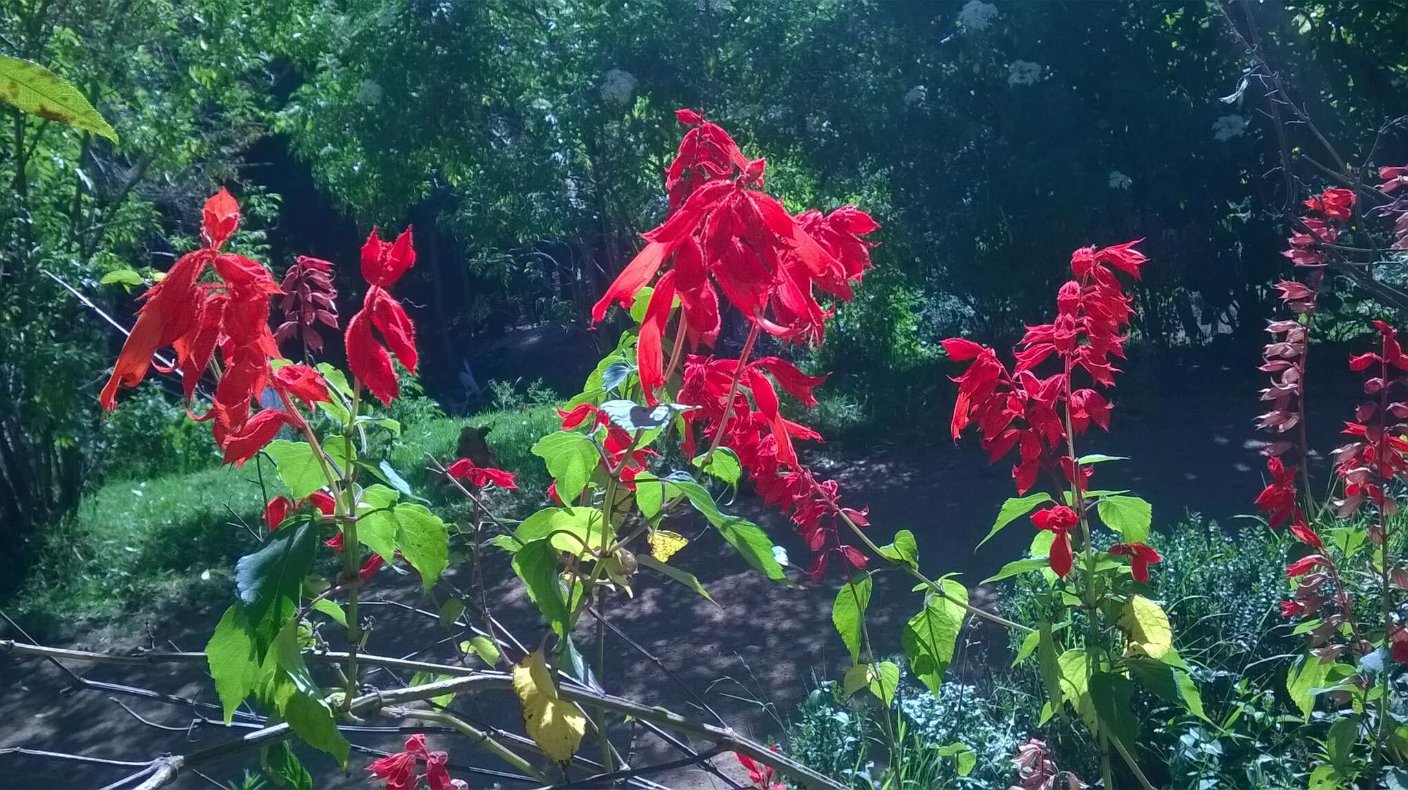 Imagem de Salvia splendens Sellow ex Nees