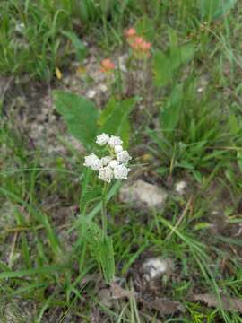 Image of wild quinine