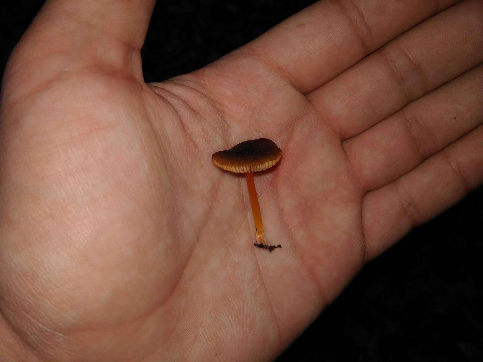 Image of Pluteus flammipes E. Horak 1964