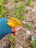 Calochortus balsensis García-Mend. resmi