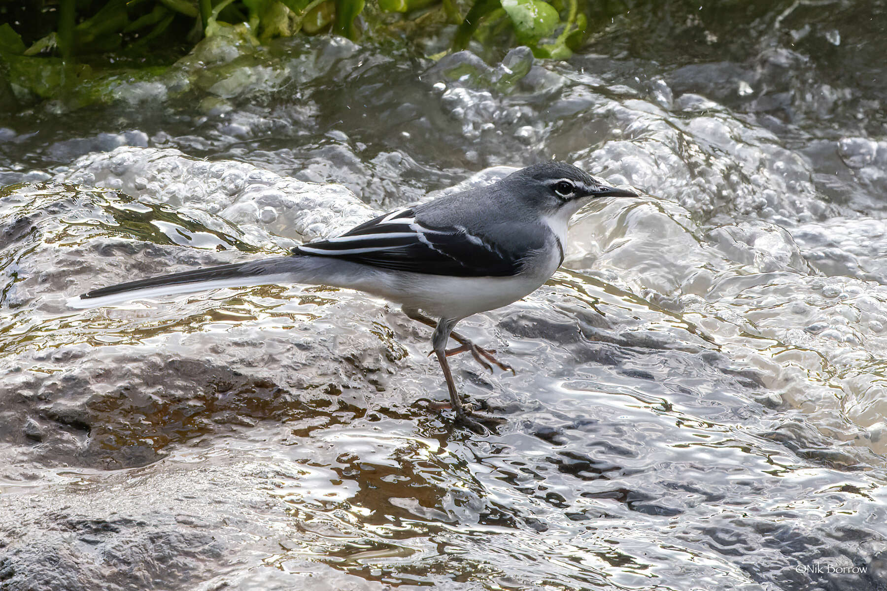 Image of Motacilla clara torrentium Ticehurst 1940