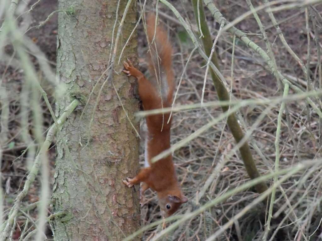 Image de Sciurus subgen. Sciurus Linnaeus 1758