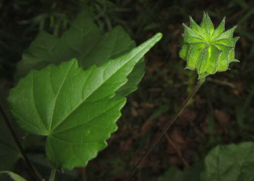 Image of Abutilon grantii A. Meeuse