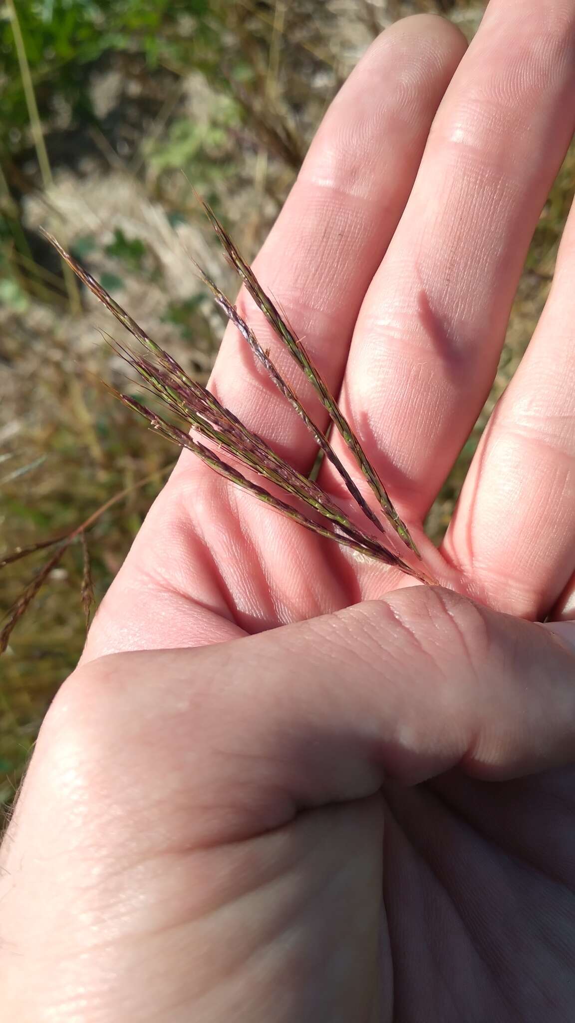 Image of Bothriochloa ewartiana (Domin) C. E. Hubb.