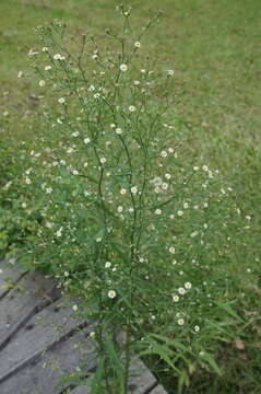 Image of <i>Symphyotrichum <i>subulatum</i></i> var. subulatum