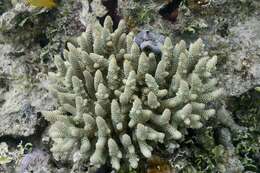 Imagem de Acropora spathulata (Brook 1891)