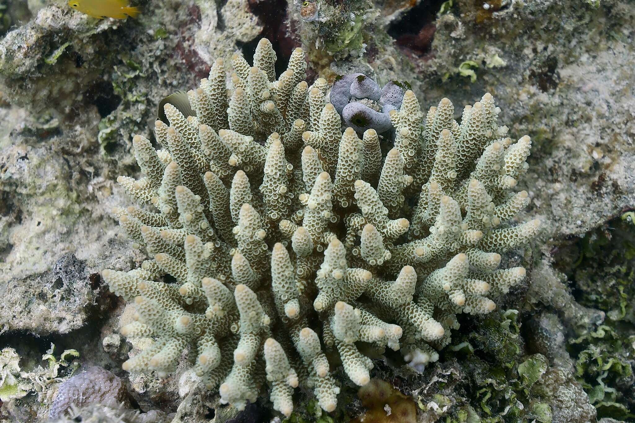 Imagem de Acropora spathulata (Brook 1891)