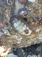 Image of volcano keyhole limpet