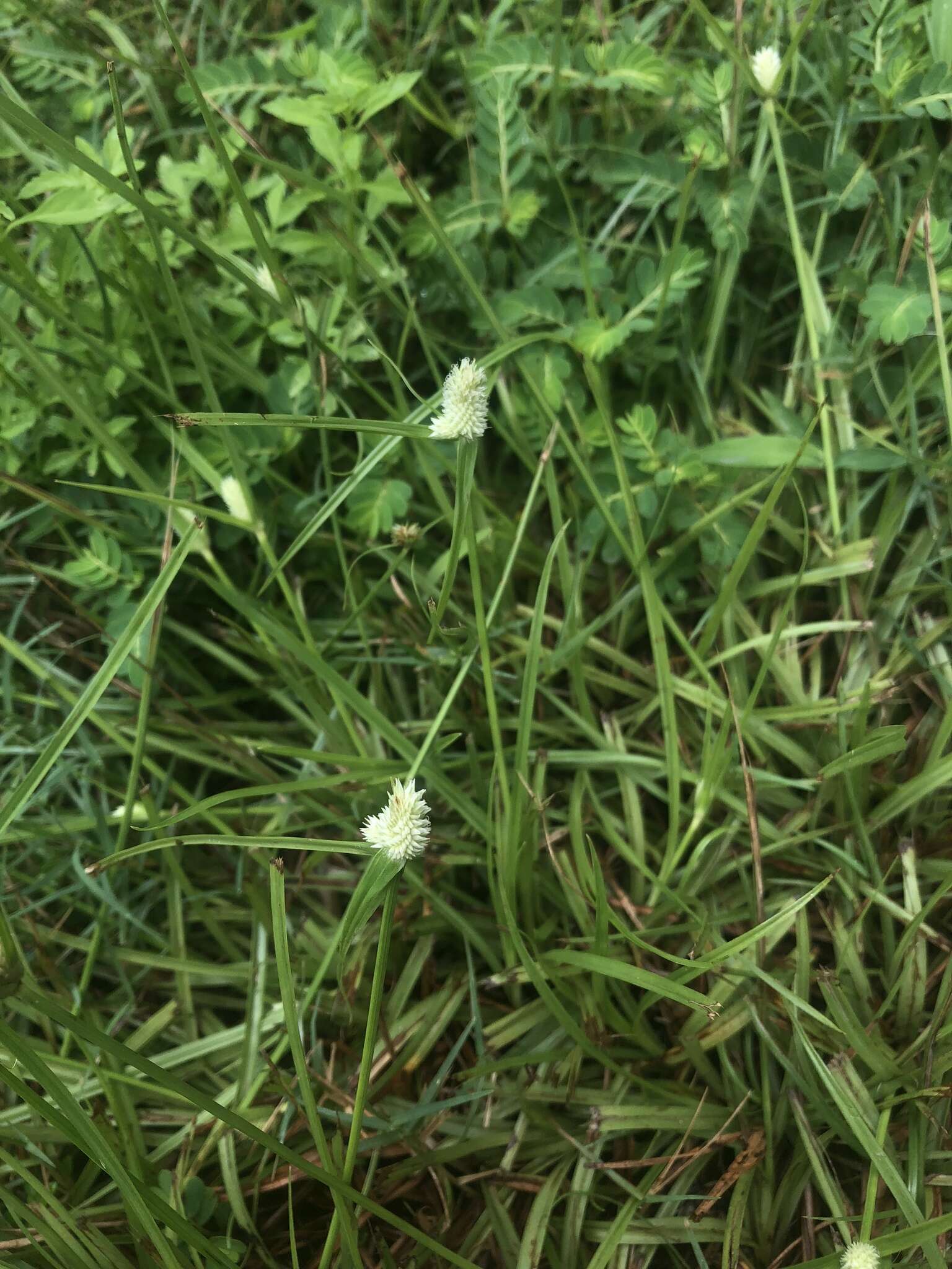 Image of Cyperus sesquiflorus subsp. sesquiflorus