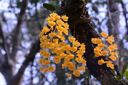 Imagem de Dendrobium lindleyi Steud.