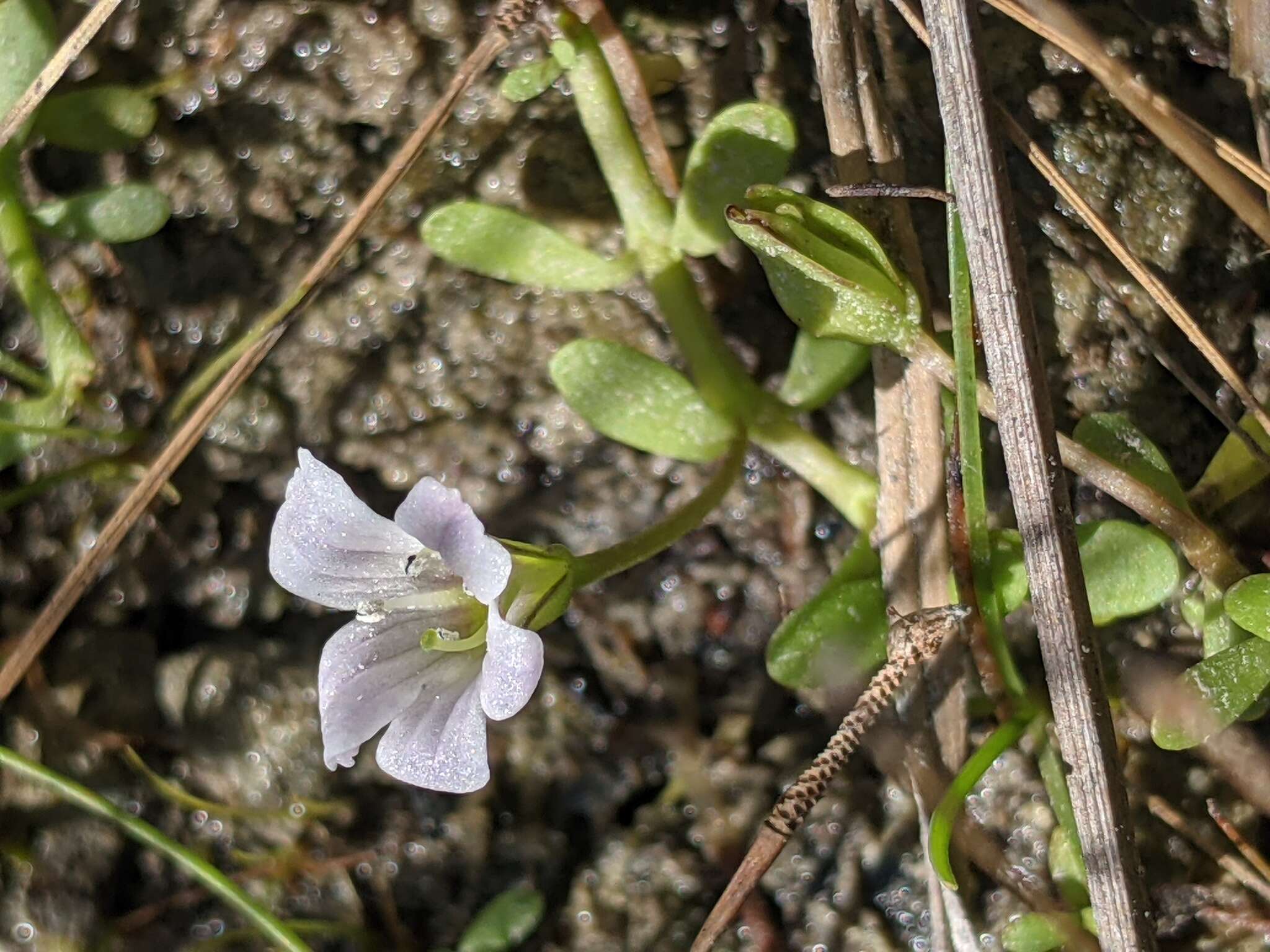 Image of axilflower