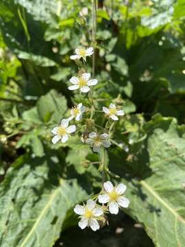 Image of Potentilla elatior Willd. ex Schltdl.