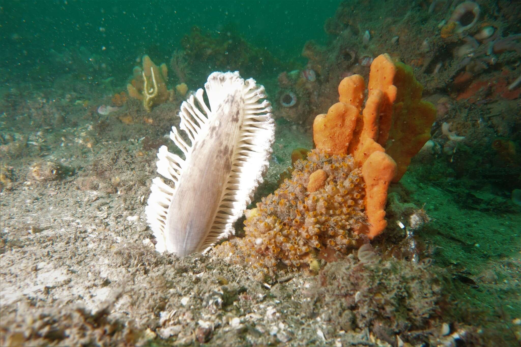 Image of Sarcoptilus grandis Gray 1860