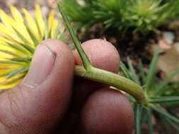 Image of <i>Berkheya <i>subulata</i></i> var. subulata