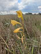 Imagem de Gladiolus dalenii subsp. dalenii