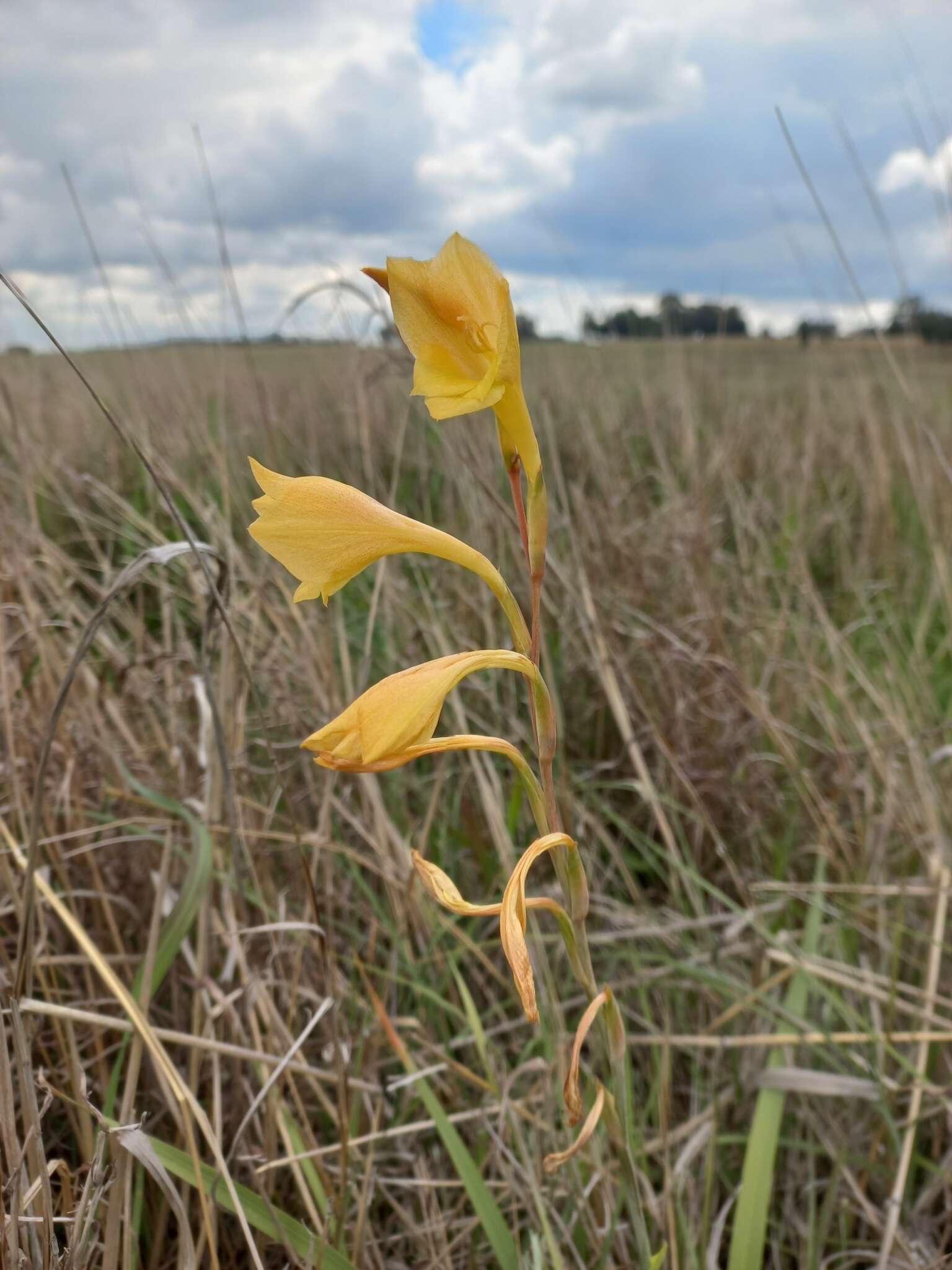 Imagem de Gladiolus dalenii subsp. dalenii