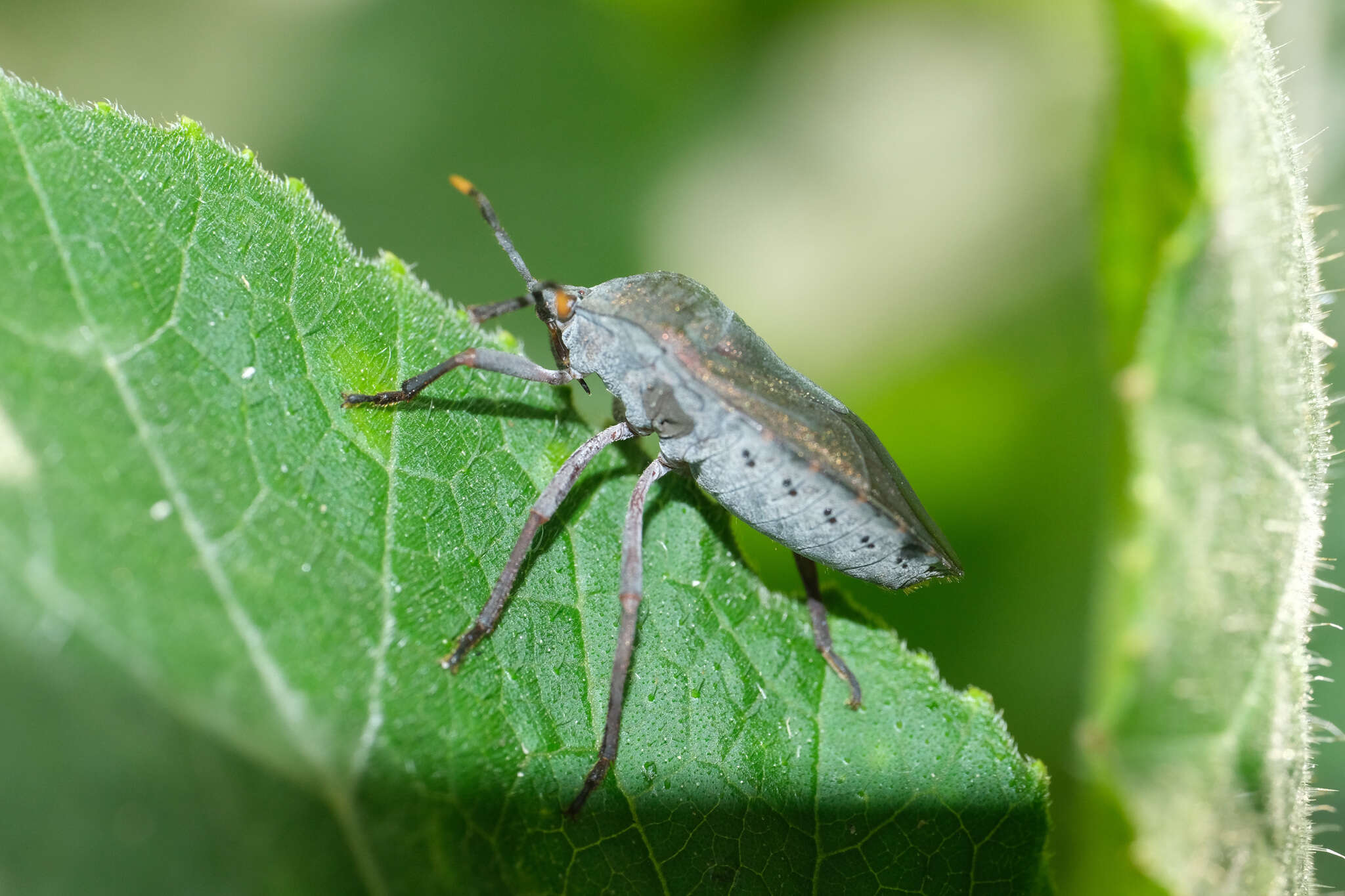 Coridius chinensis (Dallas 1851)的圖片