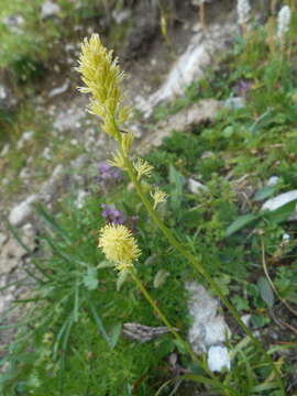 Plancia ëd Tofieldia calyculata (L.) Wahlenb.